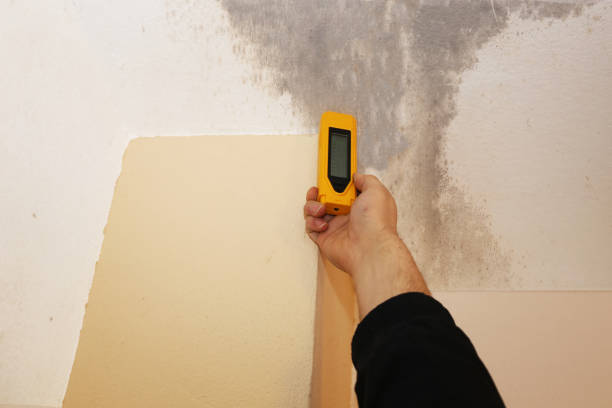 Best Crawl Space Mold Remediation  in Loveland, CO