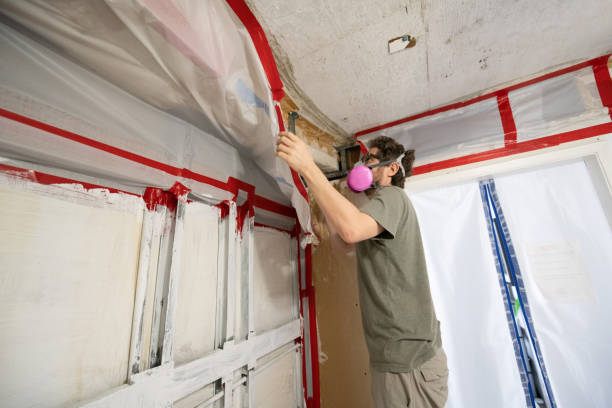 Best Attic Mold Removal  in Loveland, CO