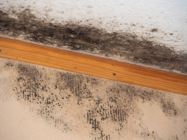 Trusted Loveland, CO Mold Removal Experts