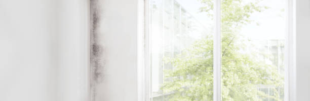 Best Commercial Mold Inspection  in Loveland, CO