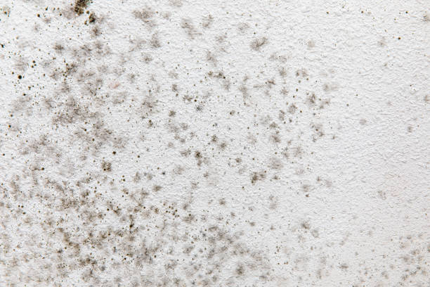 Best Indoor Air Quality Assessment  in Loveland, CO