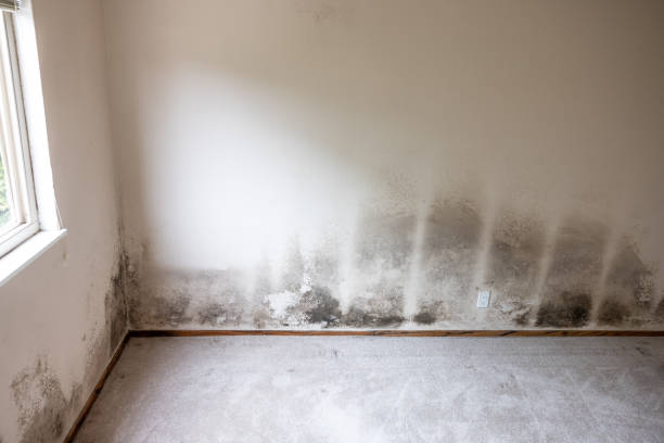 Best Biohazard Mold Removal  in Loveland, CO