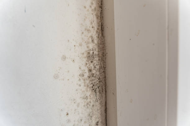Best Mold Remediation for Healthcare Facilities  in Loveland, CO